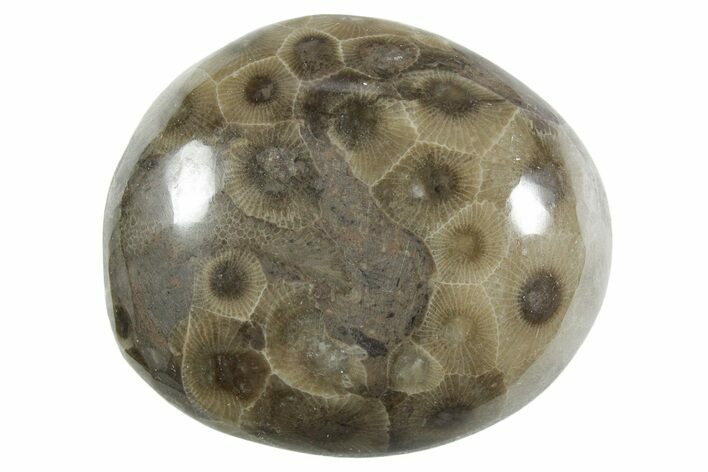 Polished Petoskey Stone (Fossil Coral) - Michigan #348592